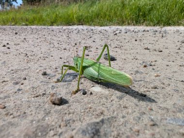 Yoldaki yeşil bir çekirgenin yakın plan çekimi.