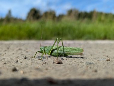 Yoldaki yeşil bir çekirgenin yakın plan çekimi.