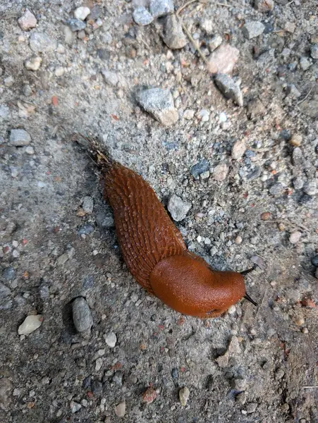 Taş yolda dev kahverengi orman sümüklüböceği, yakın görüş. 