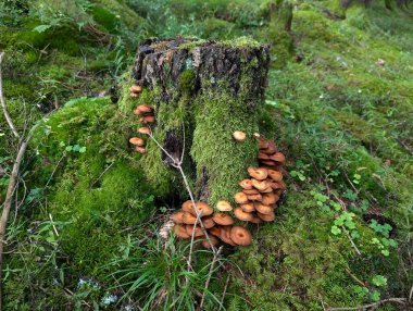 Ormandaki ağaç kütüğünde büyüyen mantarlara yakın çekim