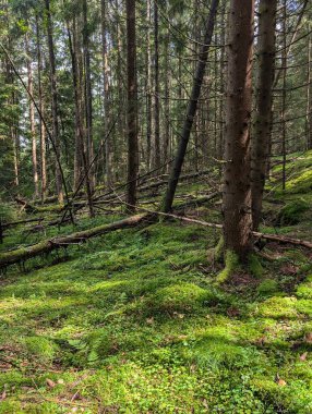 Yeşil ağaçların ve yosunlu zeminin doğal manzarası