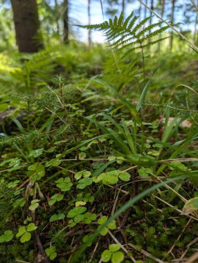 Ormandaki ıslak yeşil yoncalara yakın çekim