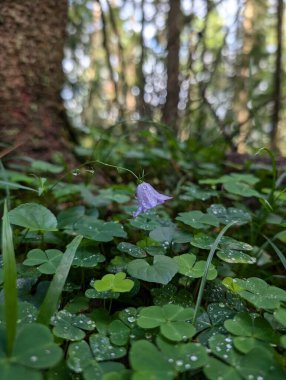 Çiyli ormanlı güzel mor çiçek