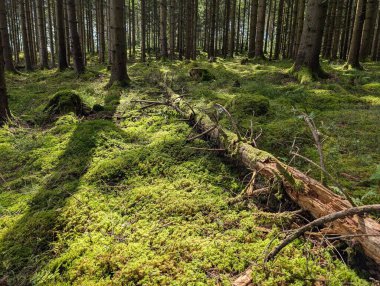 Yeşil ağaçların ve yosunlu zeminin doğal manzarası