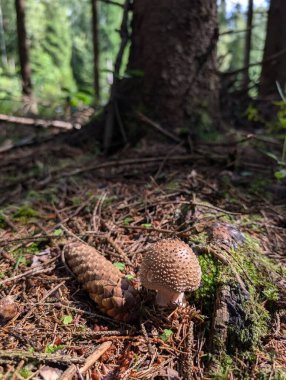 Ormanda ve çam kozalaklarında büyüyen mantarlara yakın çekim 