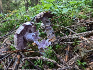 Ormanda büyüyen mantarlara yakın çekim
