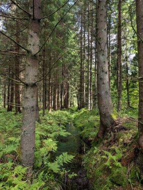Ormandan akan bir derenin görüntüsü. 