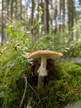 Ormandaki yosunlarda büyüyen mantarlara yakın çekim