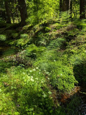 Gündüz vakti dağlarda Sonbahar Ormanındaki Ağaçlar 