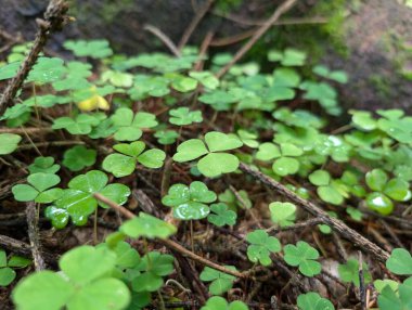 Ormandaki ıslak yeşil yoncalara yakın çekim