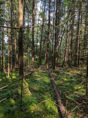 Yeşil ağaçların ve yosunlu zeminin doğal manzarası