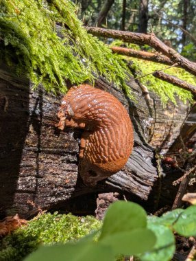 Ormandaki ağaç kütüğünde sürünen kahverengi salyangozun yakın plan çekimi. 