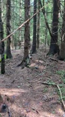 Dağlardaki çam ormanlarının güzel manzarası 