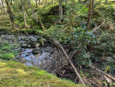 Ormandan akan bir derenin görüntüsü. 