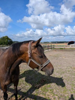 Mavi gökyüzü olan çiftlikteki kahverengi ata yaklaş.
