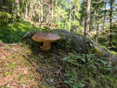 Ormanda büyüyen mantarlara yakın çekim