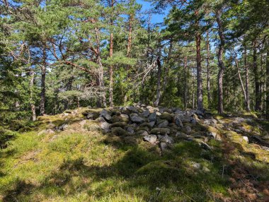 Yeşil ormanda yosun kaplı taşlar. 