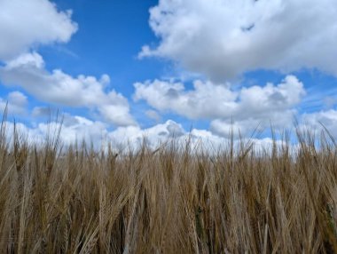 Olgun buğday dalları ve beyaz bulutlu mavi bir gökyüzü