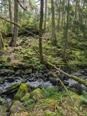 Ormandan akan bir derenin görüntüsü. 