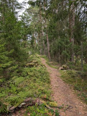 Ormandaki orman yolu. Yaz manzarası.