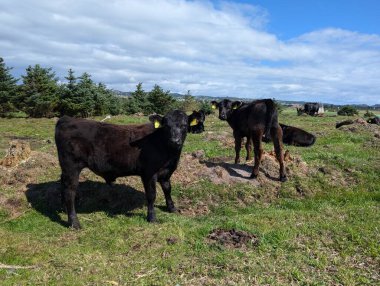 Çiftlikteki otlakta tatlı inekler 