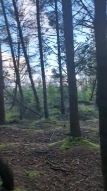 Dağlardaki çam ormanlarının güzel manzarası 