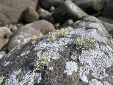 Lichen dağlarda bir kayanın üzerinde yetişiyor.