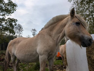 Kırsal kesimdeki küçük at manzarasını kapat.