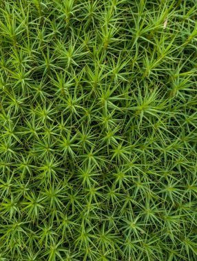 Ormandaki yeşil yosun manzarasını kapatın. 