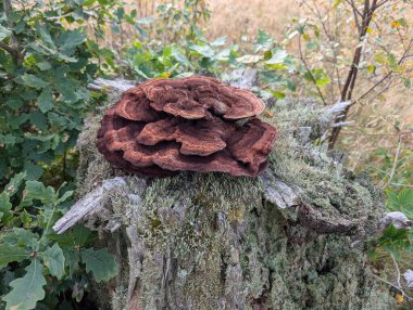  Ormandaki kütüğün üzerindeki mantar kavurucuyu kapat (Trametes versicolor) 