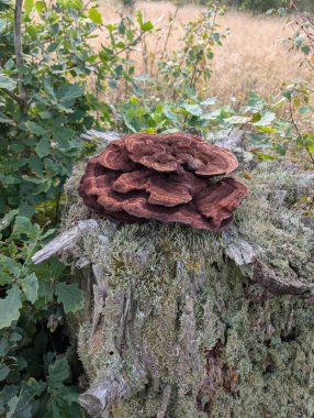  close up of mushroom tinder (Trametes versicolor) on stump in forest  clipart