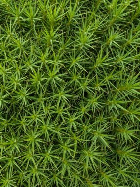 Ormandaki yeşil yosun manzarasını kapatın. 