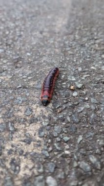 Kahverengi tırtıl asfalt yolda hızla ilerliyor.