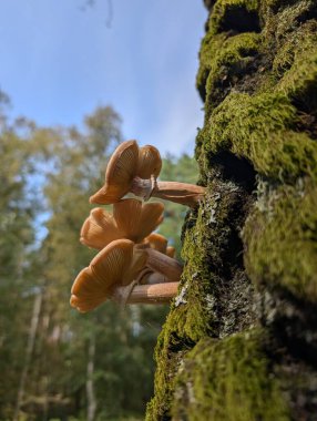 Ormandaki eski ağaç gövdesinde büyüyen mantarlar