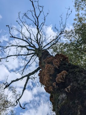 Ormandaki eski ağaç gövdesinde büyüyen mantarlar