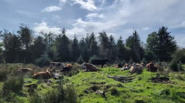 Güneşli bir günde ormanın yakınındaki çayırda dinlenen inek sürüsü. 