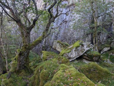 Dağlardaki ormanın ve nehrin güzel manzarası