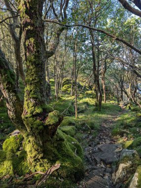 Dağlardaki güzel yosunlu orman, doğa manzarası