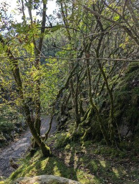 Dağlardaki güzel yosunlu orman, doğa manzarası