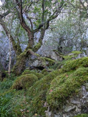 Dağlardaki güzel yosunlu orman, doğa manzarası