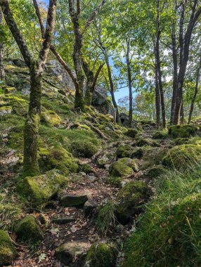 Ağaçları, yosunları ve taşları olan yeşil bir ormanın güzel görüntüsü.