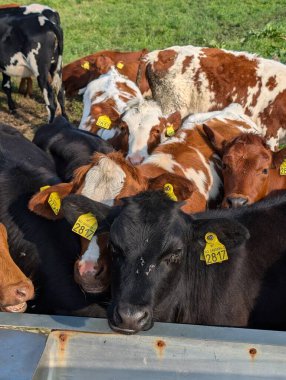 Çiftlik avlusunda bir grup buzağı besleyicinin yanında.