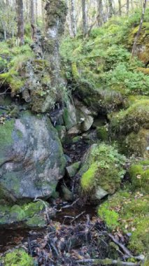 Ormanın ortasında yosun ve taşlarla dolu güzel bir dağ şelalesi manzarası. 