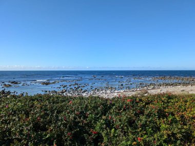 Güz mevsiminde deniz kıyısında büyüyen gül kalçası çalıları.  