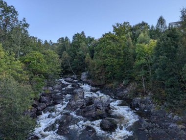 Güzel hızlı nehir ve dağ ormanlarında yeşil ağaçlar.