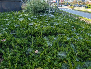 Örümceğin çalılıklardaki çiğ taneleriyle kaplı görüntüsünü kapat
