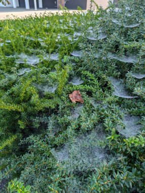 wet spider web on green bush clipart