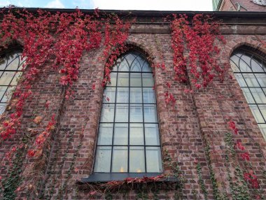 Sonbaharda yabani üzümlerle çevrili eski bir bina.