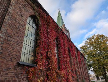 Antik kilise sonbaharda yabani üzümlerle doludur.