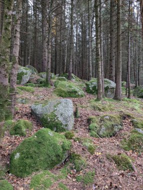 Çam ormanlarının ve dağlardaki kayaların manzarası 